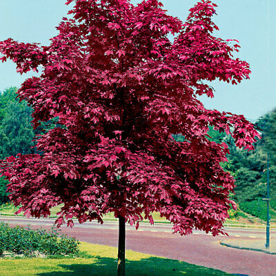 نهال درخت افرا سلطنتی 
