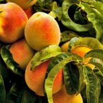 نهال هلو هسته جدا