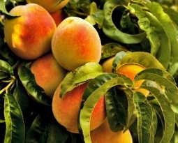 نهال هلو هسته جدا