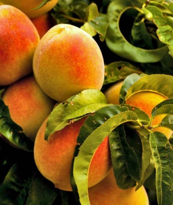 نهال هلو هسته جدا