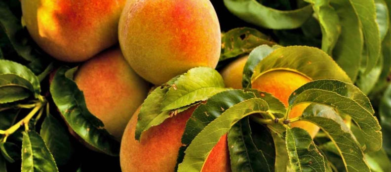 نهال هلو هسته جدا