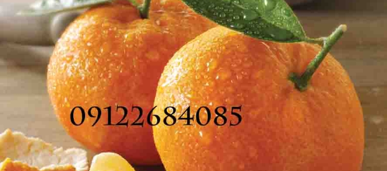 نهال نارنگی (نهالستان جلیلی)