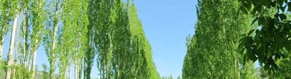 نهال درخت تبریزی