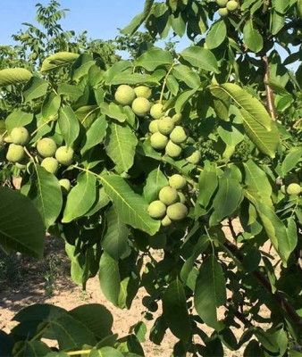 معرفی نهال گردو چندلر