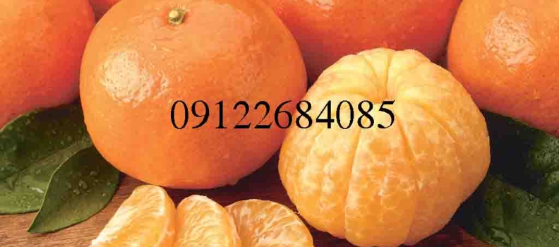 نهال پرتقال