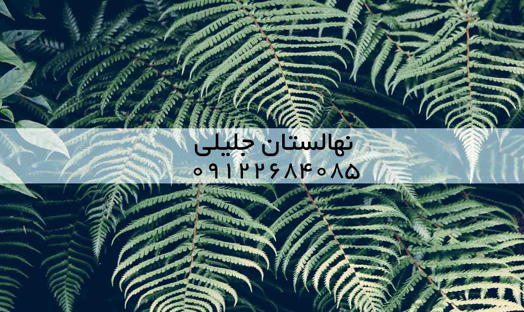 هر انچه در مورد خرید نهال باید دانست