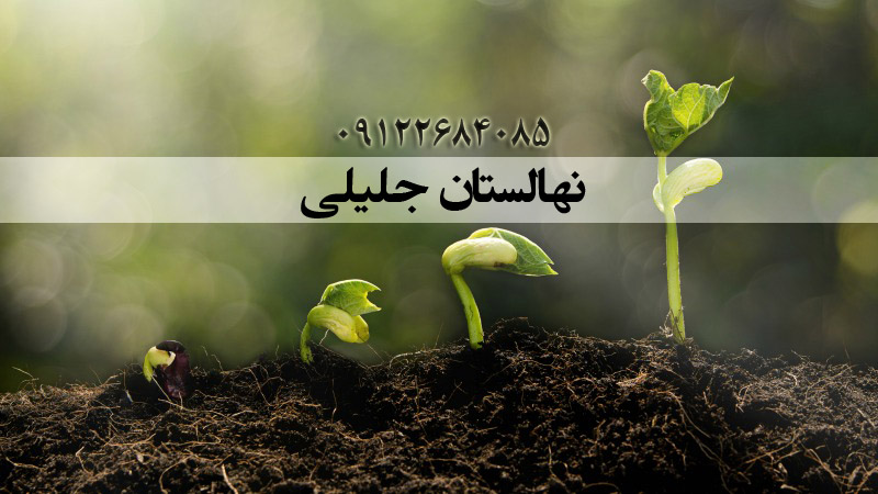 طریقه اصولی کاشت نهال میوه