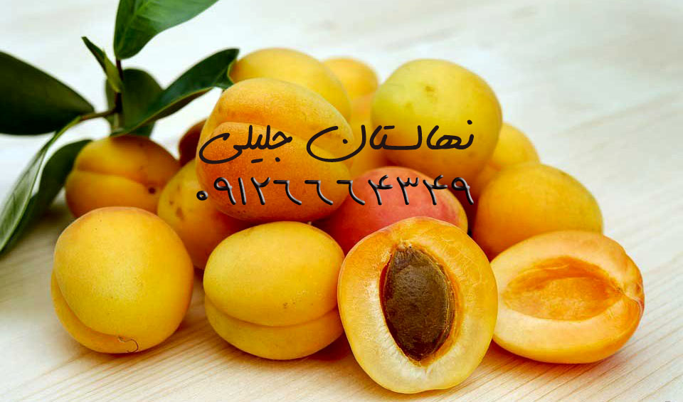 درباره نهال زردآلو