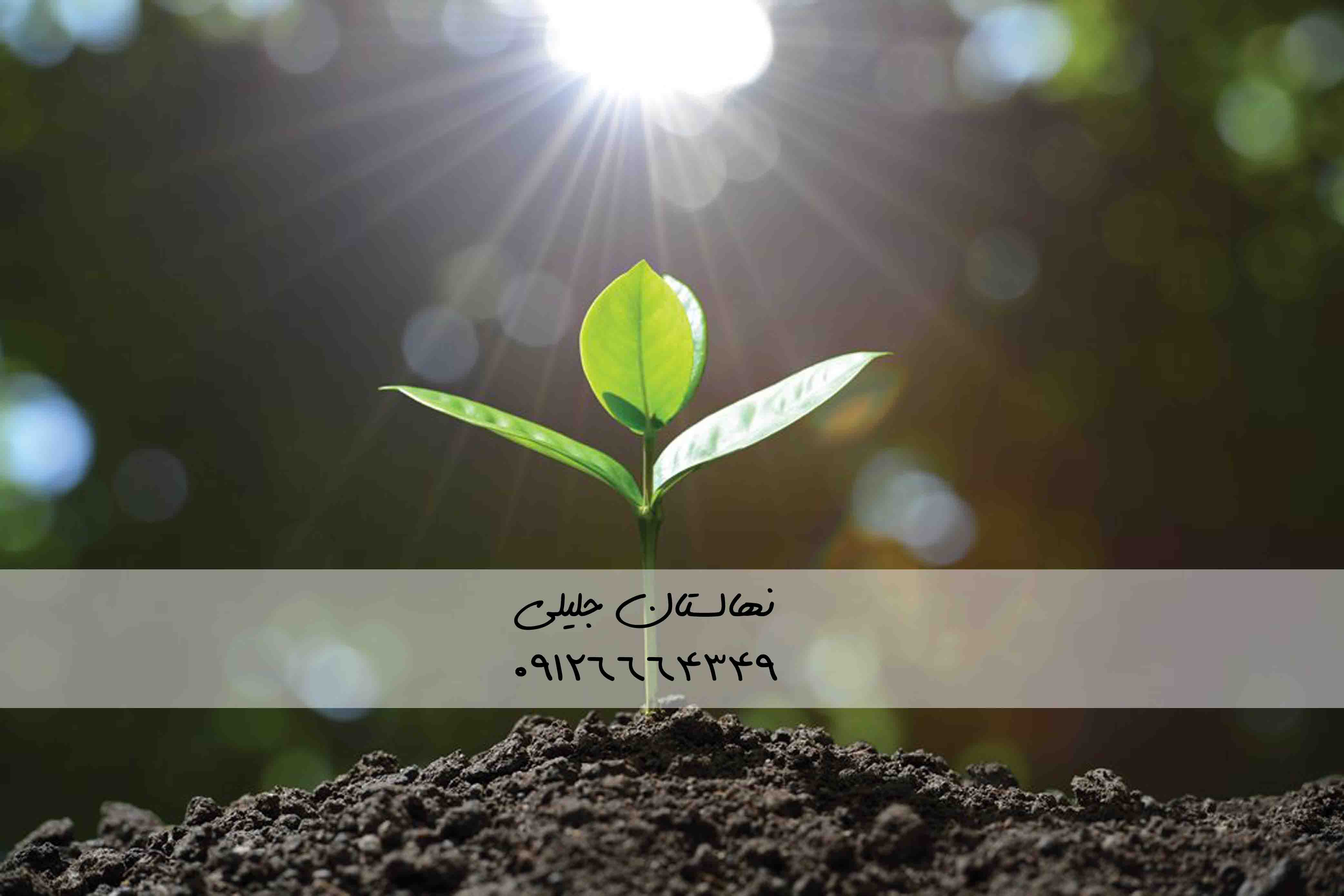تمام مواردی که باید درباره کاشت نهال بدانید
