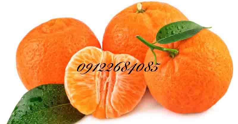 نهال نارنگی (نهالستان جلیلی)