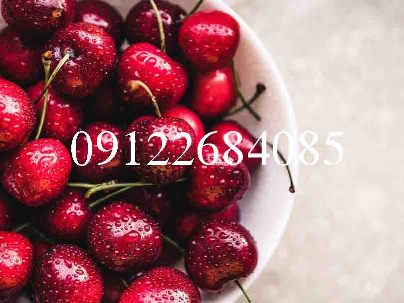 نهال گیلاس