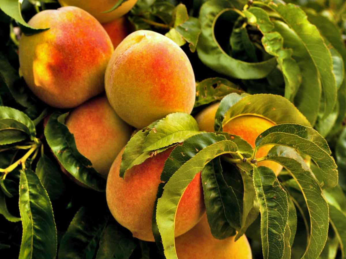 نهال هلو هسته جدا